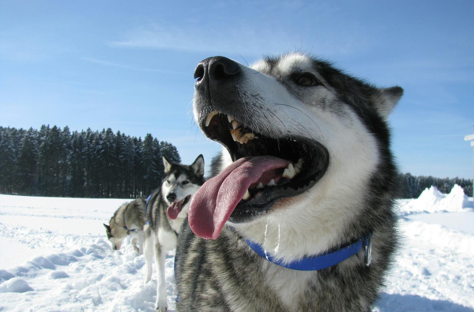 Husky Schlittenfahrt | Kommandos für Hunde lernen | 3 Std.