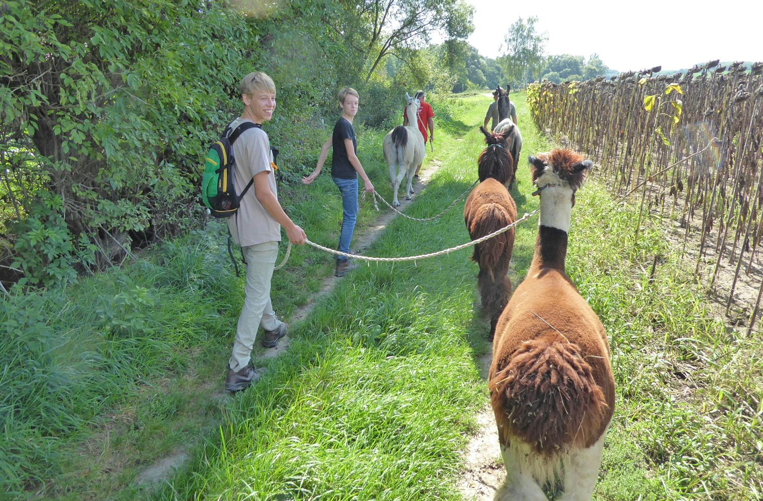 Wanderung mit Lama oder Alpaka | inkl. Picknick | 1,5 Std.